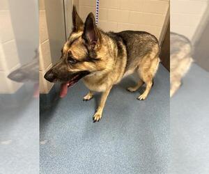 German Shepherd Dog Dogs for adoption in Pearland, TX, USA