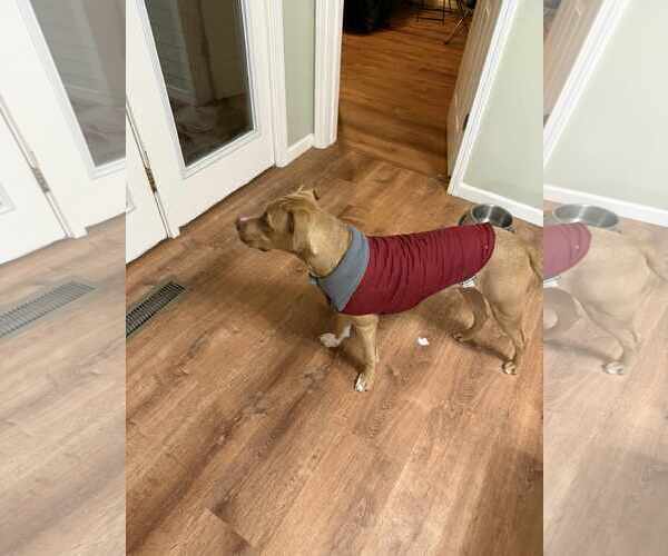 Medium Photo #6 Mutt Puppy For Sale in Wakefield, RI, USA