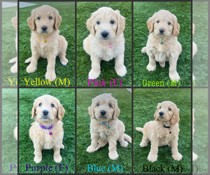 Goldendoodle Puppy for Sale in PHOENIX, Arizona USA
