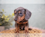 Small #2 Dachshund