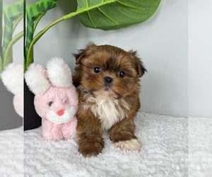 Doberman Pinscher Puppy for sale in FRANKLIN, IN, USA