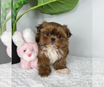 Small Photo #1 Mal-Shi Puppy For Sale in FRANKLIN, IN, USA