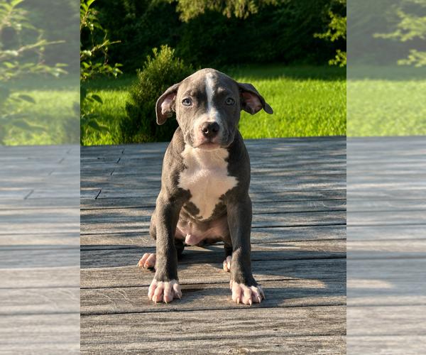 Medium Photo #4 American Bully Puppy For Sale in RICHMOND, VA, USA