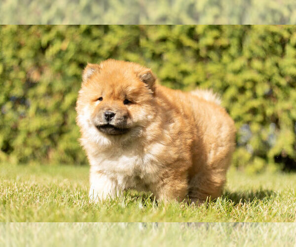 Medium Photo #3 Chow Chow Puppy For Sale in NAPPANEE, IN, USA