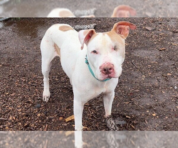 Medium Photo #1 Mutt Puppy For Sale in McKinleyville, CA, USA