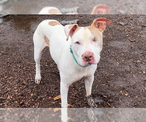 Mutt Dogs for adoption in McKinleyville, CA, USA
