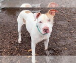 JASPER SR - Male Mutt Dog for Adoption - Small photo
