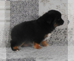 Small #6 Miniature Australian Shepherd