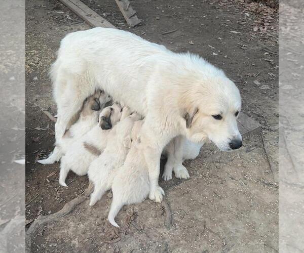 Medium Photo #3 Great Pyrenees Puppy For Sale in WAXHAW, NC, USA