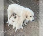 Small Photo #3 Great Pyrenees Puppy For Sale in WAXHAW, NC, USA
