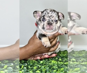 French Bulldog Puppy for Sale in BYRON, Georgia USA