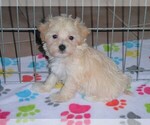 Small Photo #1 Maltipoo Puppy For Sale in ORO VALLEY, AZ, USA