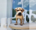Small Mutt