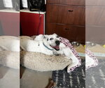 Small #4 American Staffordshire Terrier-Dalmatian Mix