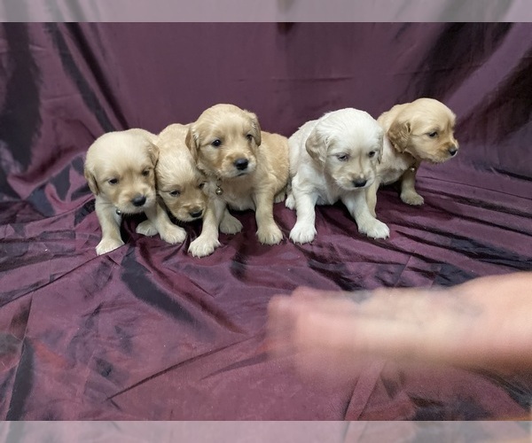 Medium Photo #2 Golden Retriever Puppy For Sale in CLARKSVILLE, TN, USA