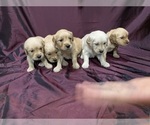 Small Photo #2 Golden Retriever Puppy For Sale in CLARKSVILLE, TN, USA