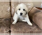 Small Photo #5 Great Pyrenees Puppy For Sale in BLACK FOREST, CO, USA