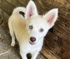 Pomsky Puppy for Sale in ROCKFORD, Illinois USA
