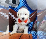 Small Photo #2 Old English Sheepdog Puppy For Sale in CHRISTIANA, PA, USA