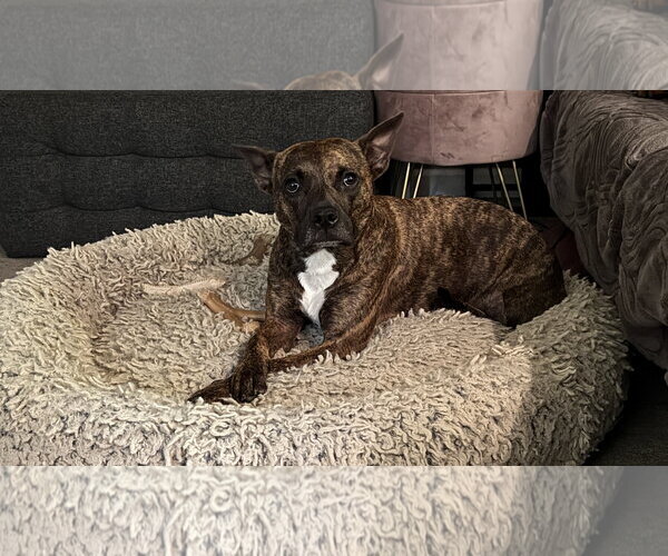 Medium Photo #11 Mutt Puppy For Sale in Oakhurst, NJ, USA