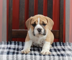 Beabull Puppy for sale in FREDERICKSBURG, OH, USA
