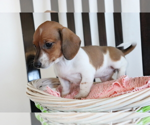 Dachshund Puppy for sale in SHILOH, OH, USA