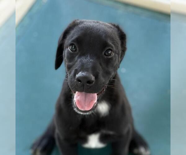 Medium Photo #1 Labrador Retriever-Unknown Mix Puppy For Sale in Yardley, PA, USA