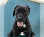 Small Labrador Retriever Mix