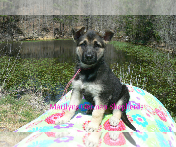 Medium Photo #3 German Shepherd Dog Puppy For Sale in PIEDMONT, MO, USA