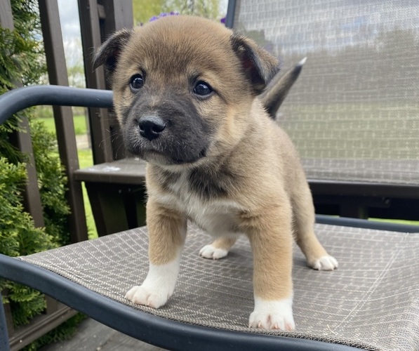 Medium Photo #5 Alaskan Husky-Border Collie Mix Puppy For Sale in RICHMOND, MI, USA