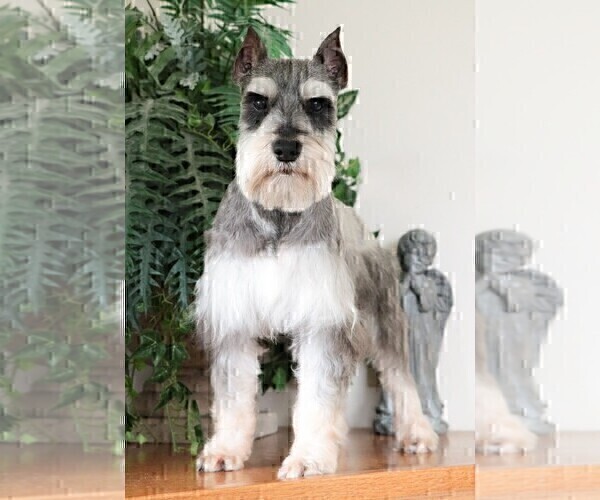 Medium Photo #1 Schnauzer (Miniature) Puppy For Sale in SYRACUSE, IN, USA