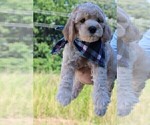 Small Photo #14 Goldendoodle Puppy For Sale in TIMBERLAKE, NC, USA