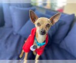 Small Photo #1 Chihuahua Puppy For Sale in  Ramona, CA, USA