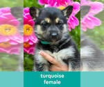Puppy Turquoise German Shepherd Dog-Siberian Husky Mix