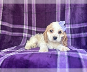 Cocker Spaniel Puppy for sale in LAKELAND, FL, USA