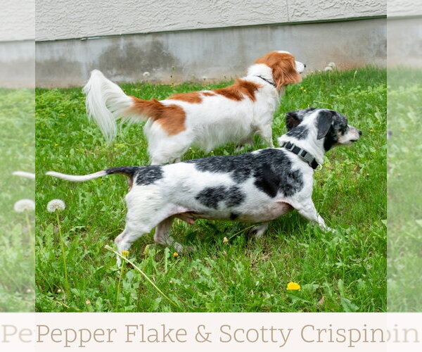 Medium Photo #7 Dachshund Puppy For Sale in San Antonio, TX, USA