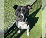 Small #12 American Pit Bull Terrier-American Staffordshire Terrier Mix