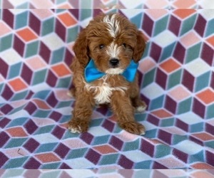Cavapoo Puppy for sale in LANCASTER, PA, USA