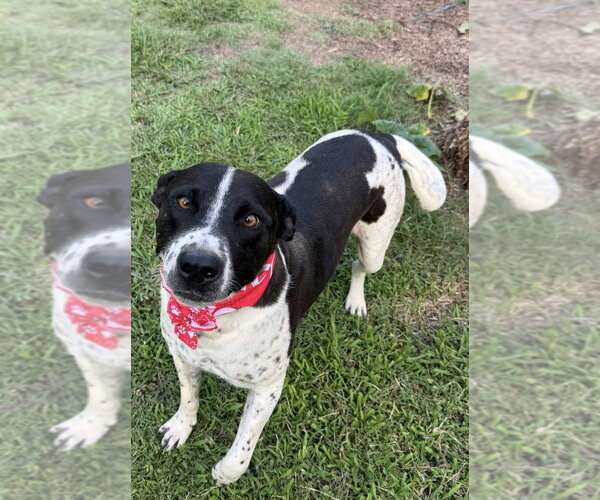 Medium Photo #3 Pointer-Staffordshire Bull Terrier Mix Puppy For Sale in Conway, AR, USA