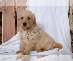 Golden Retriever Puppy for sale in SHILOH, OH, USA