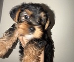 Small #2 Yorkshire Terrier