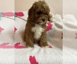Small Photo #9 Cavapoo Puppy For Sale in SYLMAR, CA, USA