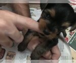 Small Photo #9 Yorkshire Terrier Puppy For Sale in BUNNELL, FL, USA