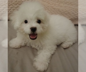 ShihPoo Puppy for Sale in BURLINGTON, Massachusetts USA