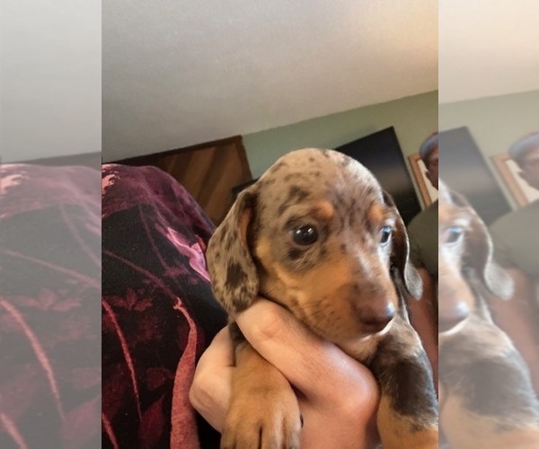 Medium Photo #1 Dachshund Puppy For Sale in KALAMA, WA, USA