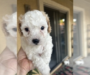 Medium Pyredoodle (Toy)