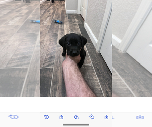 Chocolate Labrador retriever-Labrador Retriever Mix Puppy for sale in HENDERSON, NV, USA