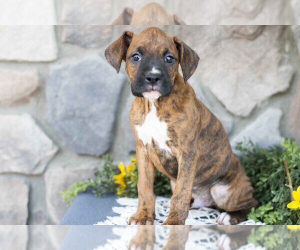 Medium Photo #2 Boxer Puppy For Sale in SHILOH, OH, USA