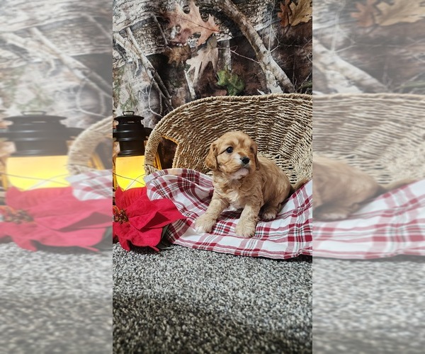 Medium Photo #1 Cavapoo (Miniature) Puppy For Sale in GREENWOOD, WI, USA
