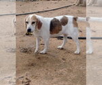 Small #6 Beagle